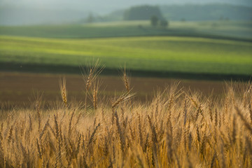Obraz premium 収穫前のムギの穂