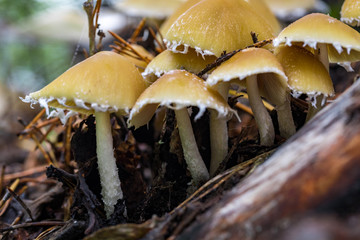 mushrooms in the forest in autumn