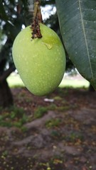 Close up green mango fruits hanging on tree branch