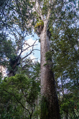 Obraz premium Waipoua Kauri Forest