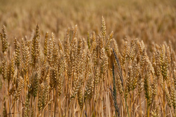 刈り取りが間近なムギの穂