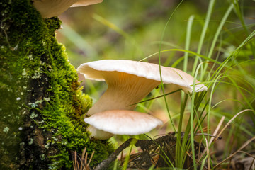 mushrooms in the forest in autumn