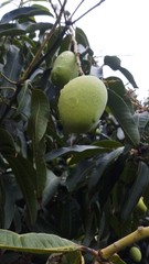 Close up green mango fruits hanging on tree branch
