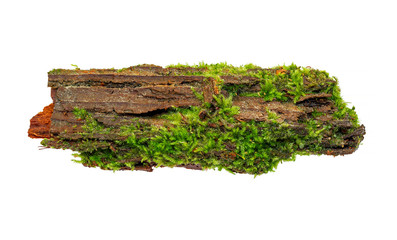 Rotten wood isolate on a white background. Full focus. No shadows. Natural fragment of rotten wood taken from the forest isolated on a white. background. Rotten wood for design ideas. 