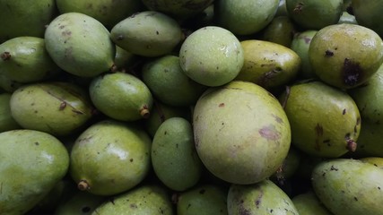 Close up green mango fruits hanging on tree branch