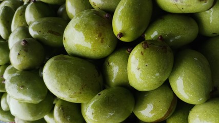 Close up green mango fruits hanging on tree branch