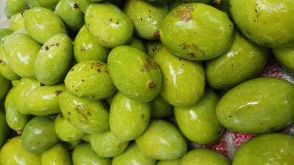 Close up green mango fruits hanging on tree branch