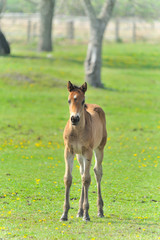 生まれて間もないサラブレッドの子