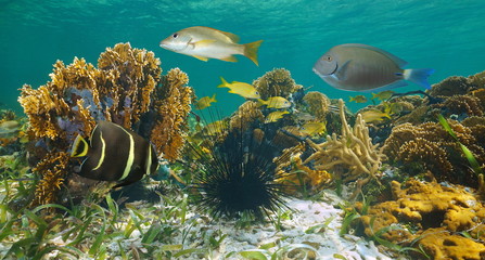 Fototapeta na wymiar Caribbean sea, marine life underwater in a shallow coral reef, Mexico