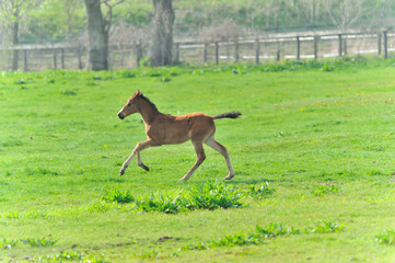生まれて間もないサラブレッドの子