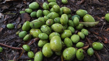 Close up green mango fruits hanging on tree branch