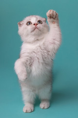 Scottish fold kitten extends its paw and sends greetings © romantiq