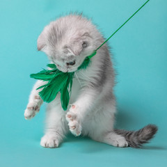 Scottish fold kitten playing with a toy