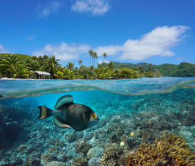 Seascape tropical coast and coral reef with titan triggerfish underwater, split view over and under water surface, French Polynesia, Pacific ocean, Oceania