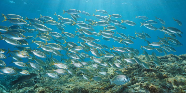 School of fish underwater in the Mediterranean sea, salema porgy, Sarpa salpa, Cote d'Azur, France