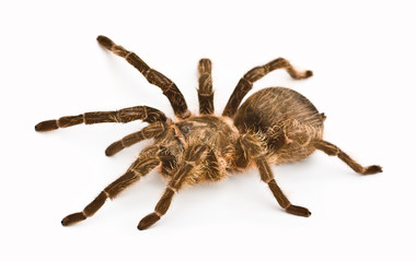 spider tarantula