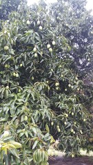 green raw mango Mangifera indica hanging on the tree