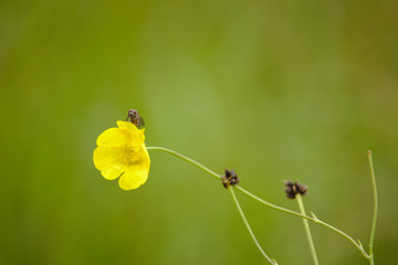 fly on flower