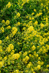 Obraz premium wild white mustard flowers in ronda spain