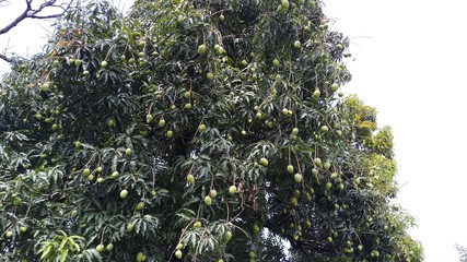 green raw mango Mangifera indica hanging on the tree
