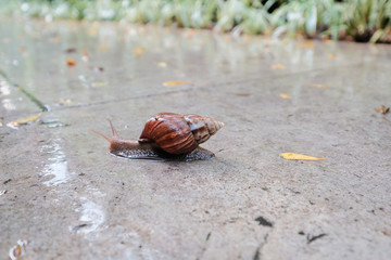Snail crawling on the ground after the rain.