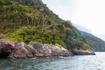 Obraz premium Wooded cliffs among the sea. FiordLand National Park. New Zealand
