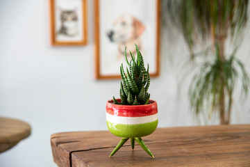 cactus in colorful handmade ceramic pot on a wooden table 