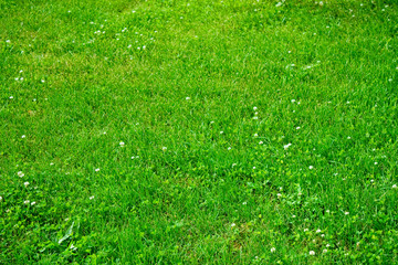 lawn with green clover blossom