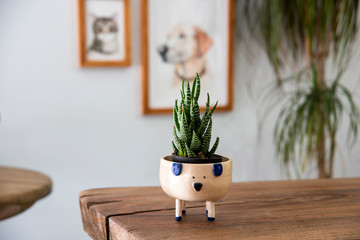 cactus in a dog shaped handmade ceramic pot on a wooden table in a livingroom