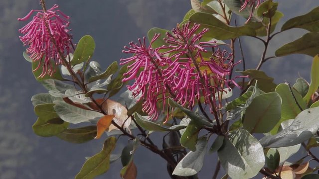 Flowers with wind. Machu Picchu, Cusco, Peru