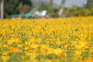 Yellow flowers field background. Blurred yellow flowers with sunlight.