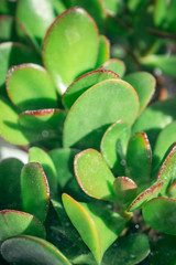 close up of succulent plant