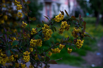 Flowering Thunberg's barberry or Berberis thunbergii. Cultivar with red leaves and yellow flowers