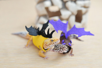 Cute gecko eublepharis in dragon costumes walk on a light background