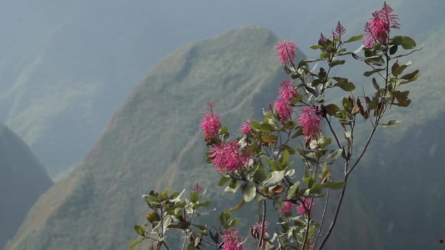 Flowers with wind and mountains. Machu Picchu, Cusco, Peru