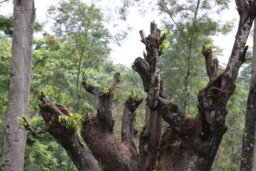 Jackfruit tree growing after being trimmed with fresh green leaves