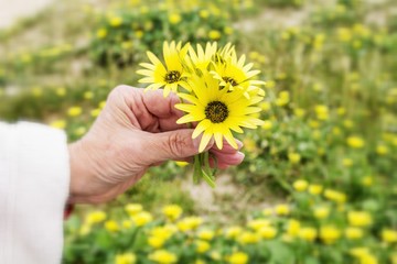 Fototapeta premium hand holding corsage of yellow daisies