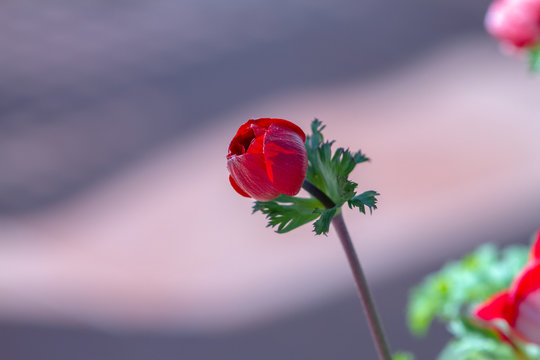 Red Anemone