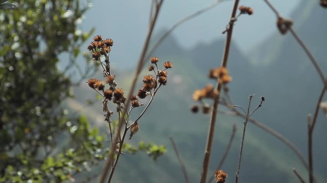 Focus shift, flowers, sacred plaza. Machu Picchu, Cusco, Peru