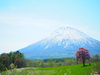 Obraz premium 北海道の風景 春の羊蹄山と一本桜