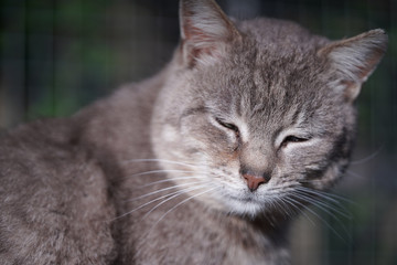 portrait of a cat