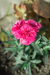 Pink dianthus caryophyllus flower, carnation