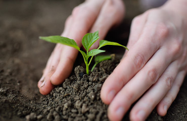 hands close-up plant in the ground or in the soil a small green seedling of a plant or flower. The concept of ecology, gardening, spring, new life.