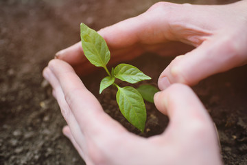 hands close-up in the shape of a heart hold a small sapling of a tree or a plant sprout against the background of soil or earth. Concept love of nature, ecology, spring, new life, Earth Day