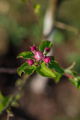 Apple blossom on an apple tree in a domestic garden 