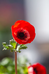 Red anemone coronaria, known as the poppy anemone