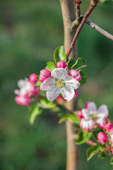 Apple blossom on an apple tree in a domestic garden 