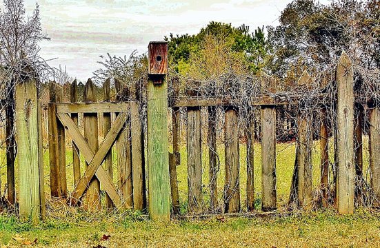 Wooden Fence With Birdhouse And Overgrown Vine