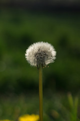 closeup of dandelion ( blowball ) during spring season
