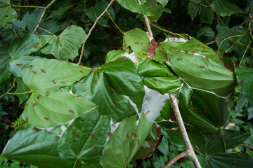 
Photos

Search by image
Army of red ants building a nest of leaves